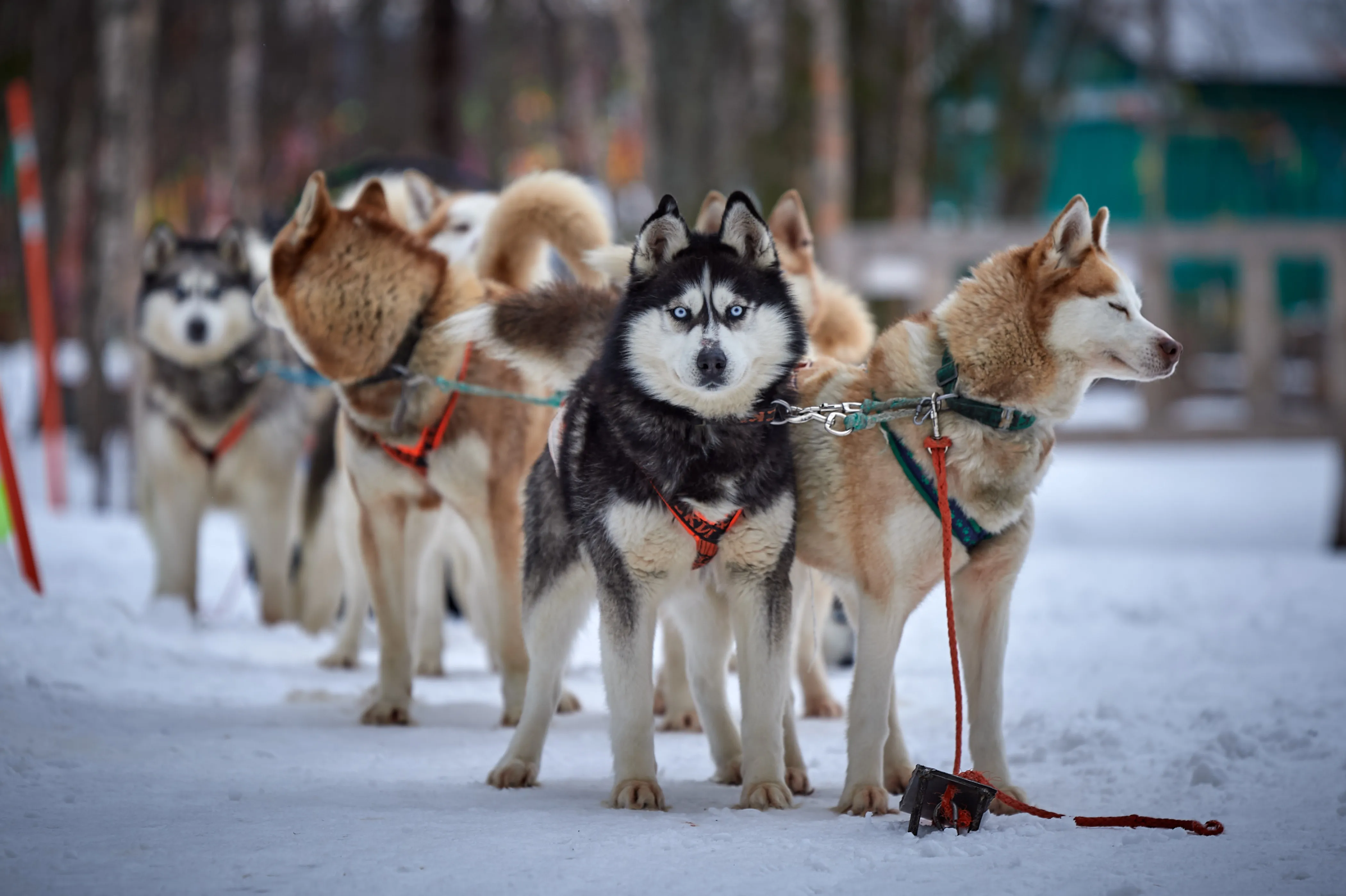 Катание на собачьих упряжках