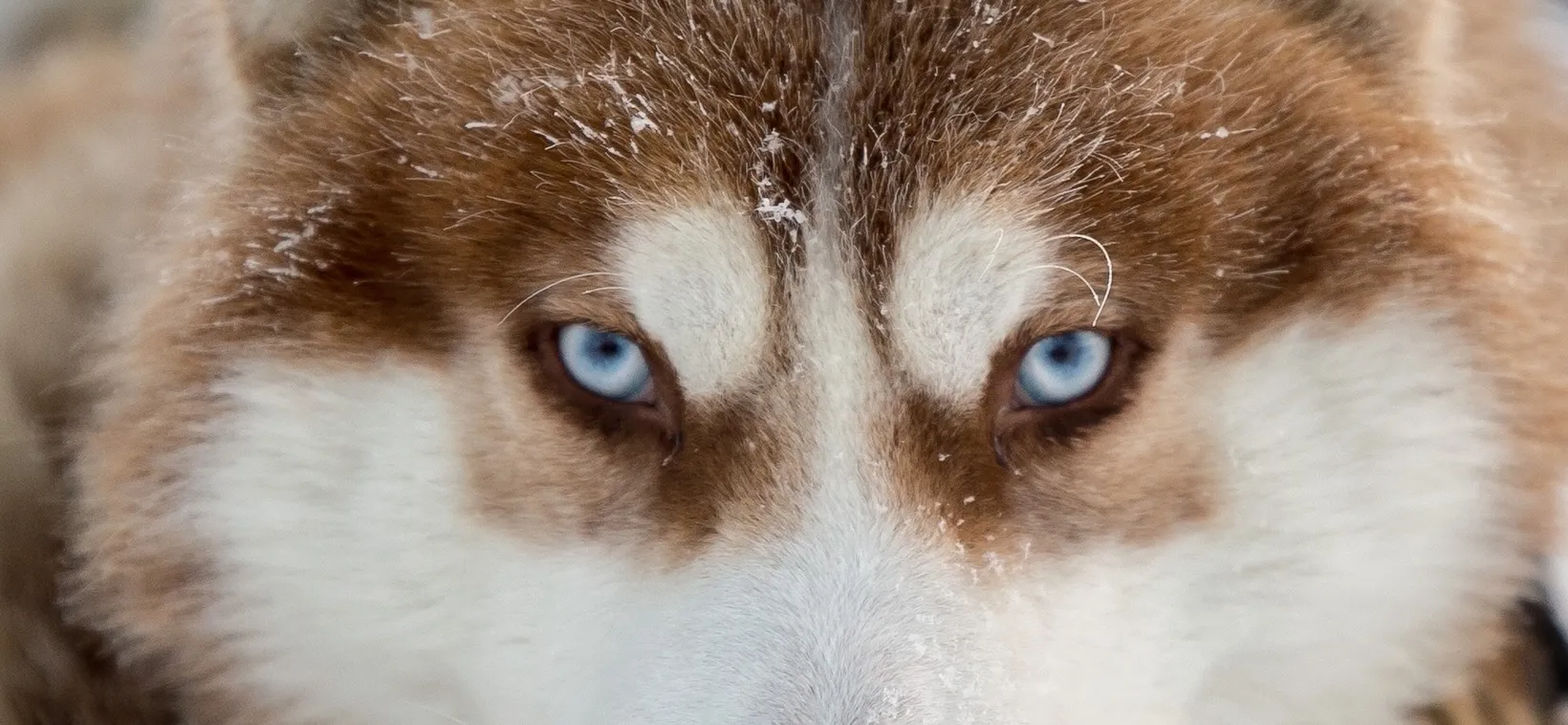 Парк активного отдыха «Северное Сияние»