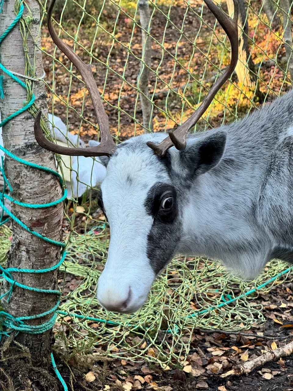 Фото Елена Цапкова
