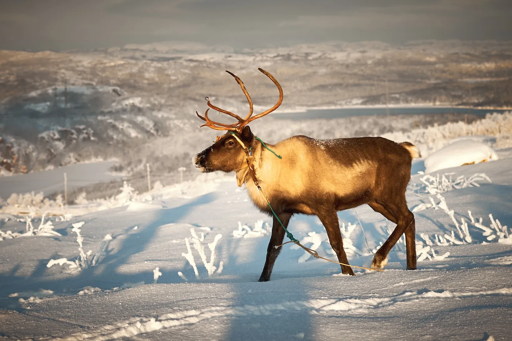 Зимний пейзаж с снегоходом